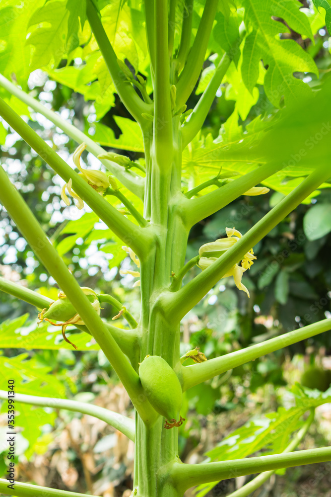Obraz premium The papaya (from Carib via Spanish), papaw or pawpaw is the plant Carica papaya