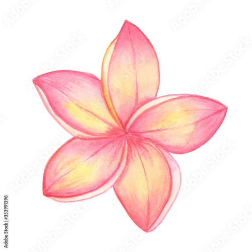 Watercolor hand painted pink flower plumeria frangipani