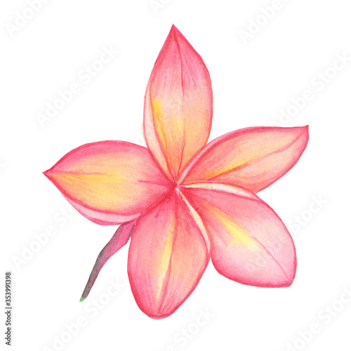 Watercolor hand painted pink flower plumeria frangipani