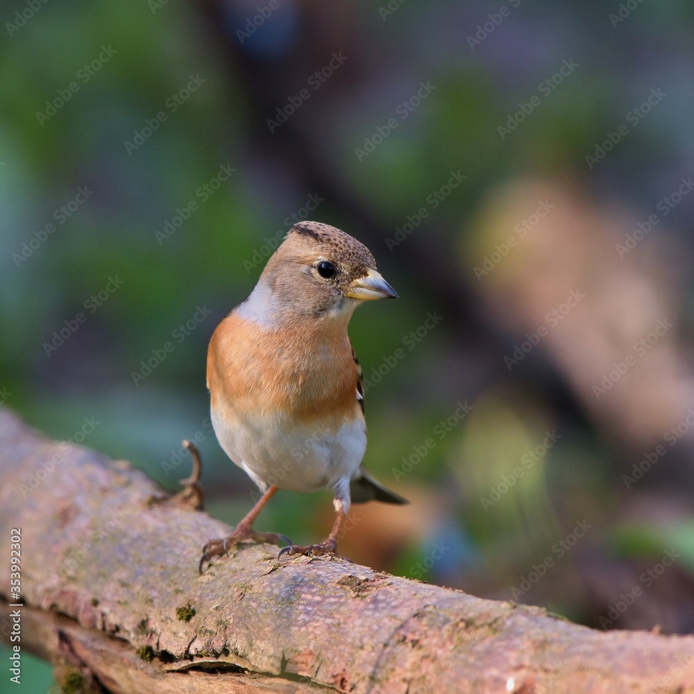 Amazing brambling ,,Fringilla montifringilla,, in Danube wetland forest, Slovakia, Europe
