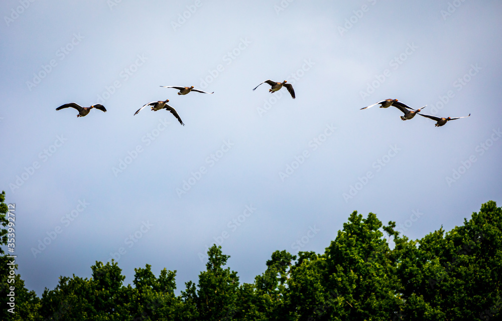 Obraz premium flock of birds