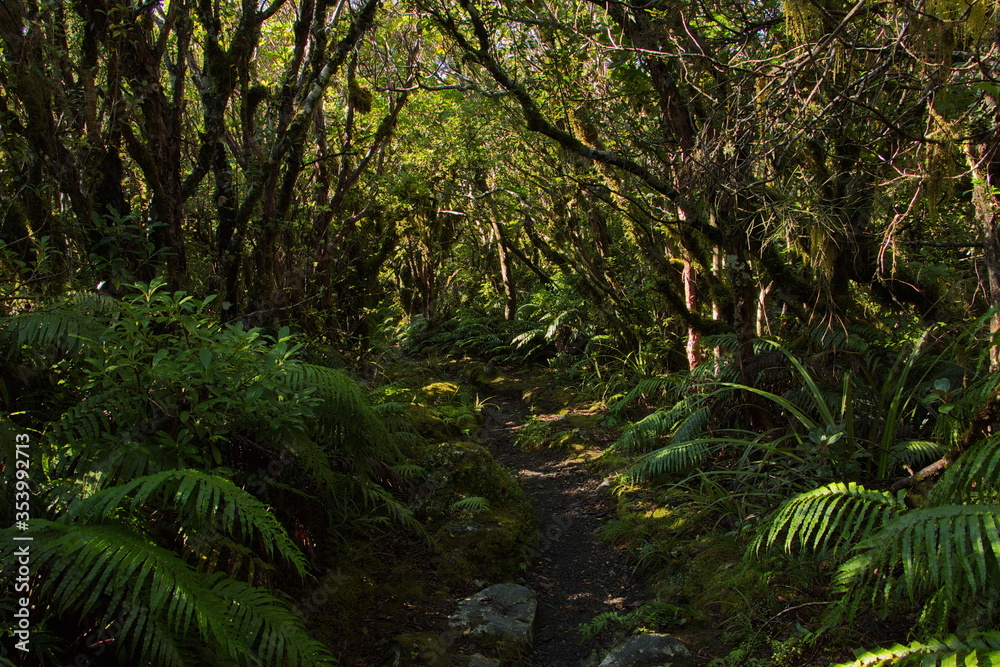 Fototapeta premium Forest at Kapuni Loop Track in Egmont National Park,Taranaki region on North Island of New Zealand 