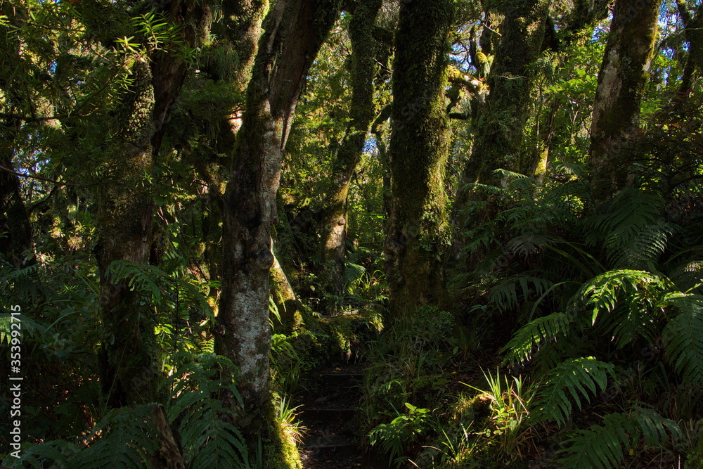 Forest at Kapuni Loop Track in Egmont National Park,Taranaki region on North Island of New Zealand
Forest at Kapuni Loop Track in Egmont National Park,Taranaki region on North Island of New Zealand