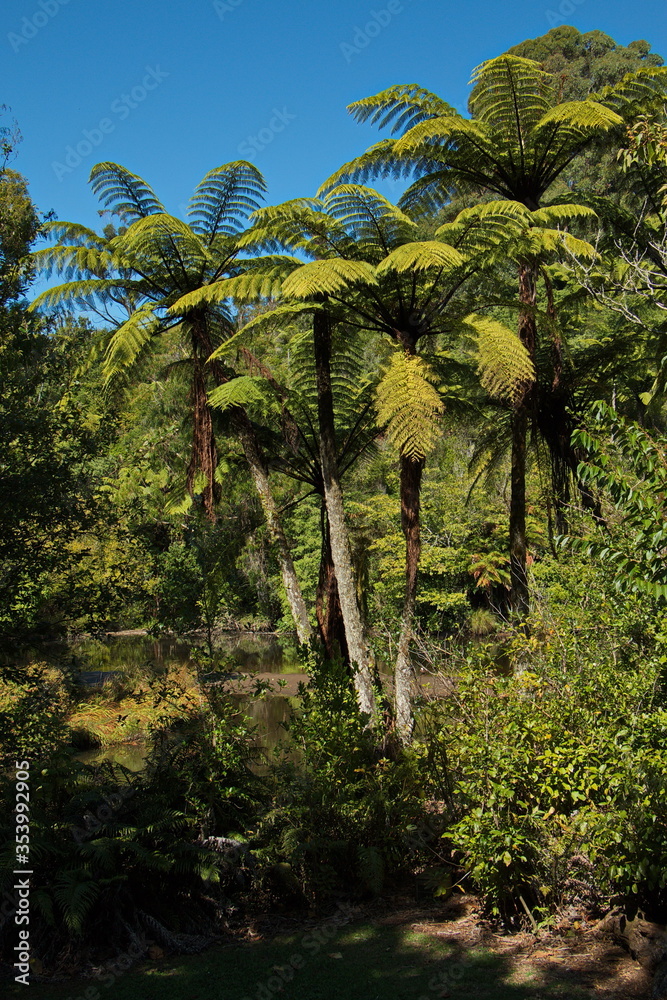 Fern trees at Lake Mangamahoe,Taranaki region on North Island of New Zealand 

