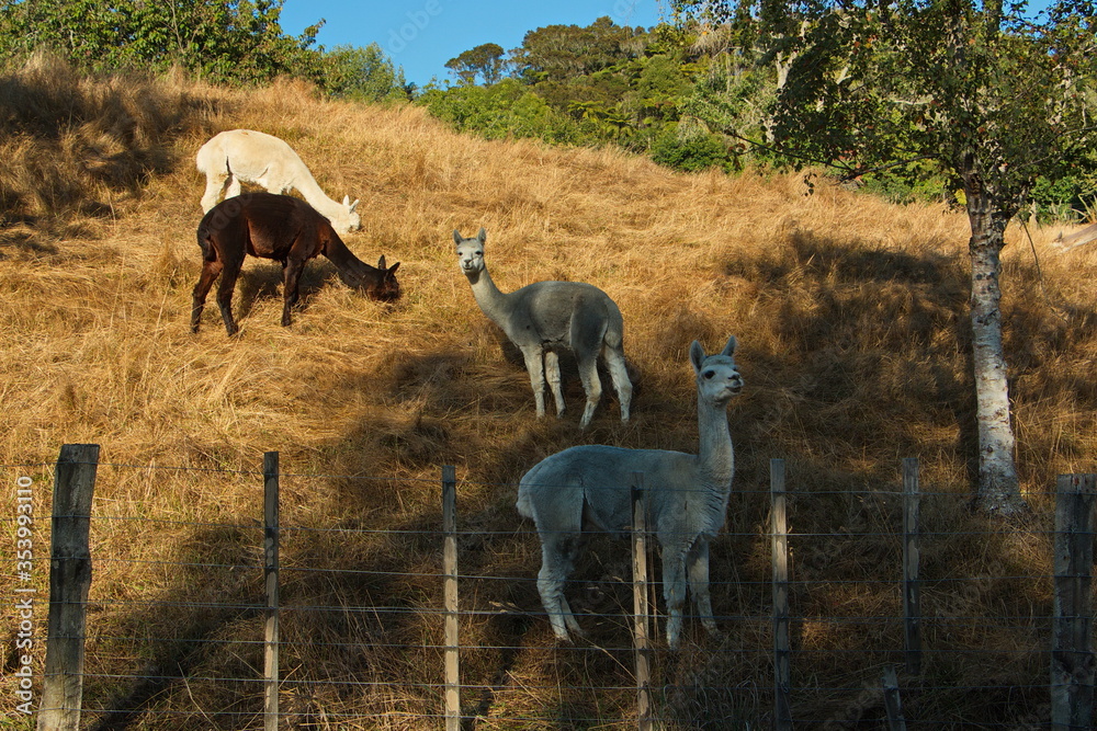 Naklejka premium Lamas on a farm in Waikato region on North Island of New Zealand