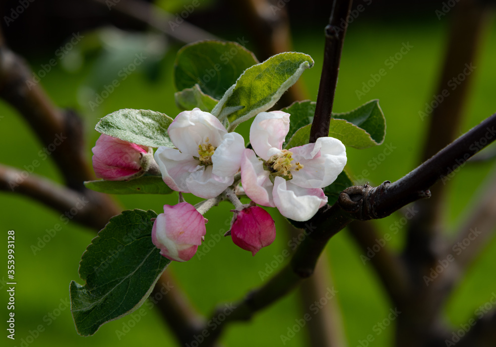 Obraz premium apple tree blossom