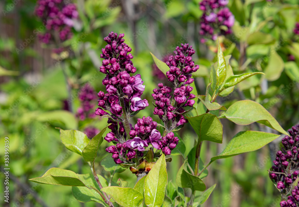 lilac flowers in the garden