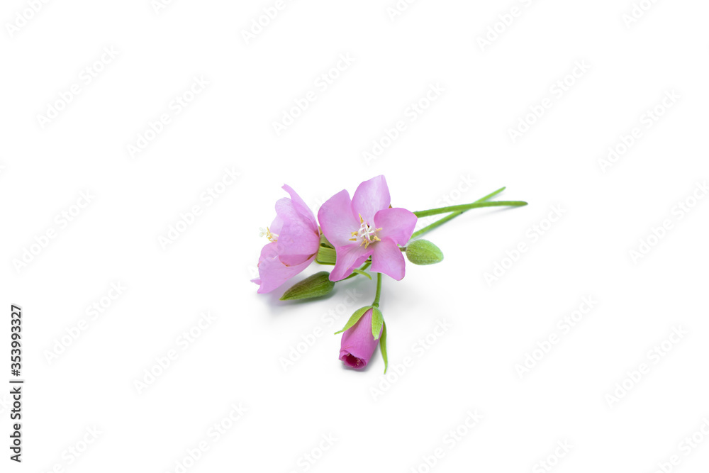 Pink flower of dombeya tree. Pink flower of dombeya tree.