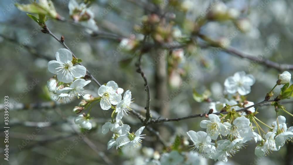 wind waves small white cherry tree blossoming flowers on thin twigs under bright spring sunlight slow motion close view wind waves small white cherry tree blossoming flowers on thin twigs under bright spring sunlight slow motion close view