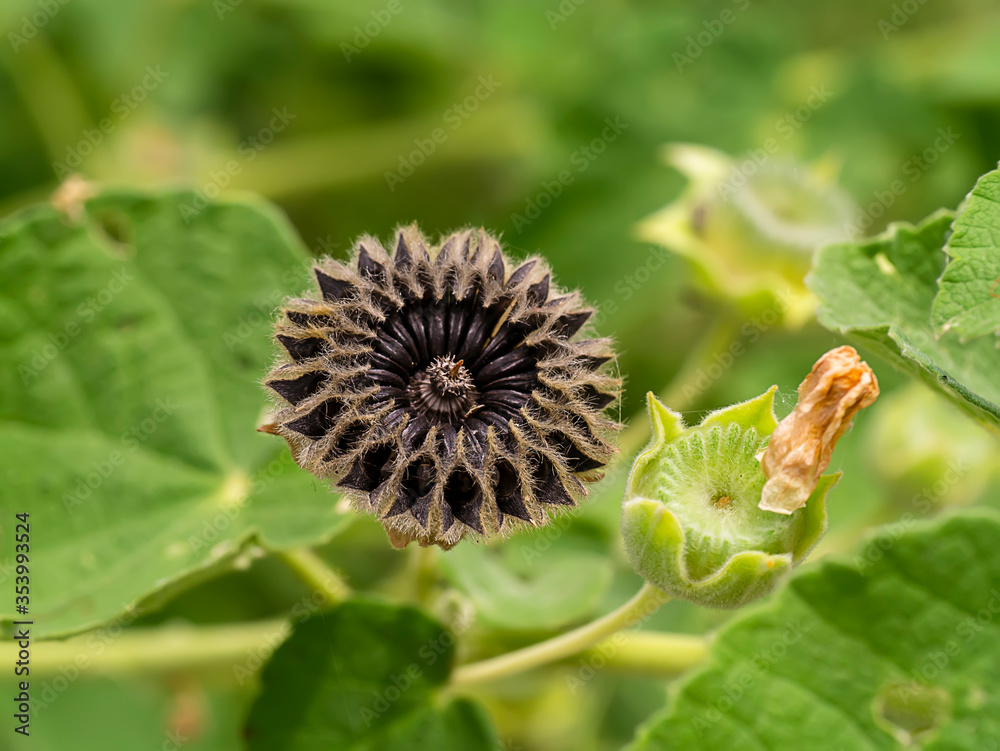 Close up seeds of Country mallow plant Close up seeds of Country mallow plant