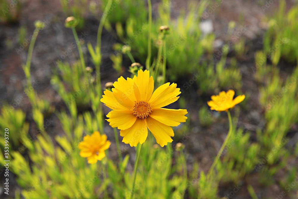 한국 경기도 시흥시 갯골생태공원 입니다