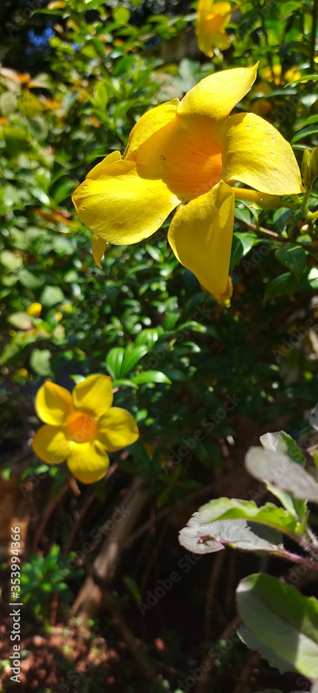 Obraz premium yellow flowers