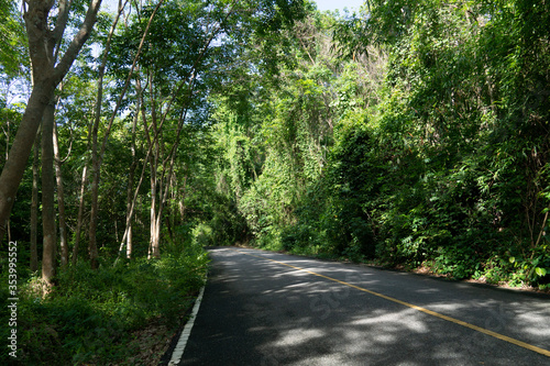 Curved path of asphalt road. Both sides of the path are filled with green forest. Both sides of the path are filled with green forest.