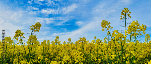 Panel kuchenny z motywem Rzepak. pola upraw rzepaku
