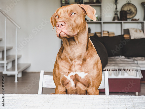 Lovable, pretty puppy of chocolate color. Close-up, indoor. Day light. Concept of care, education, obedience training, raising pets