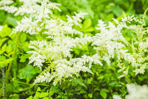 Blooming astilbe flowers in the garden. Selective focus.