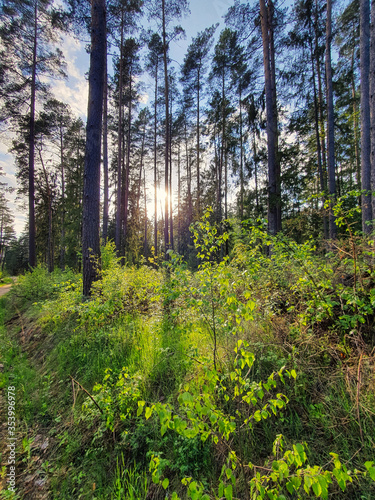 Fototapeta Naklejka Na Ścianę i Meble -  Słoneczny, wiosenny dzień w lesie