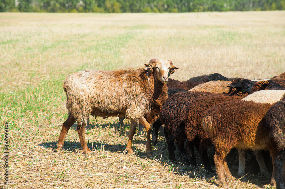 Obraz premium Flock of sheep on the meadow