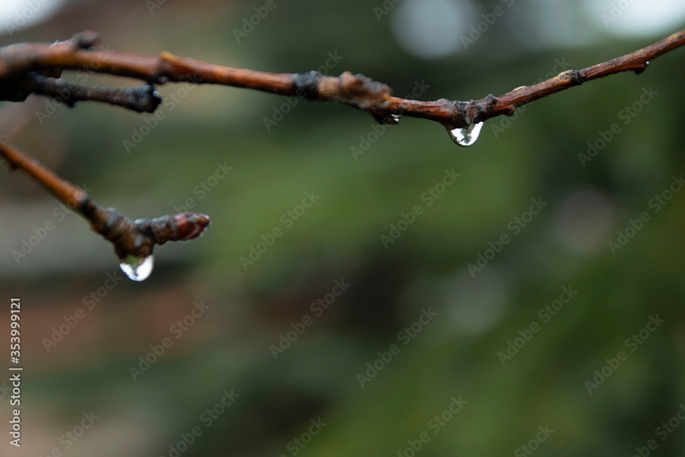 Dewdrops on the spring branches of a tree. Big drops on the tree. Spring tree. Dew early in the morning Dewdrops on the spring branches of a tree. Big drops on the tree. Spring tree. Dew early in the morning