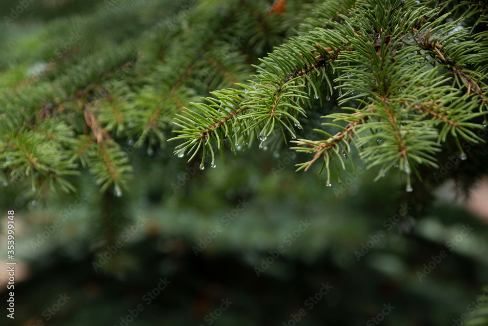 Wet branches of the tree. Spruce after the rain. Spring tree. Fresh forest. The background image of the forest Wet branches of the tree. Spruce after the rain. Spring tree. Fresh forest. The background image of the forest