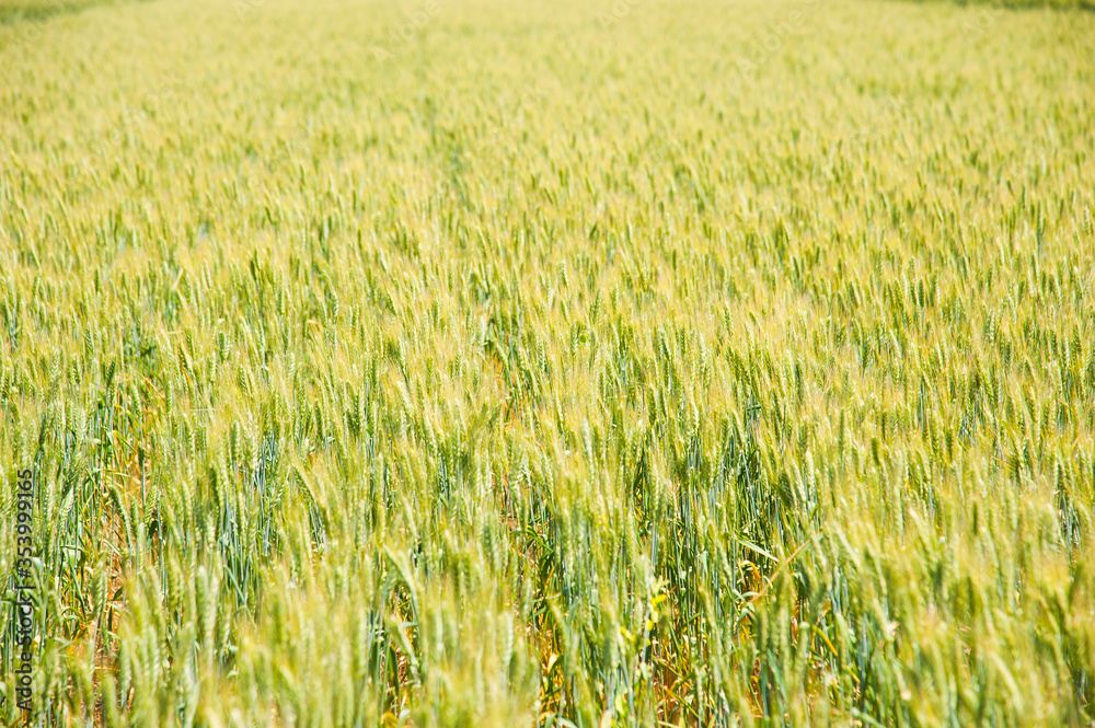 Ripening wheat field