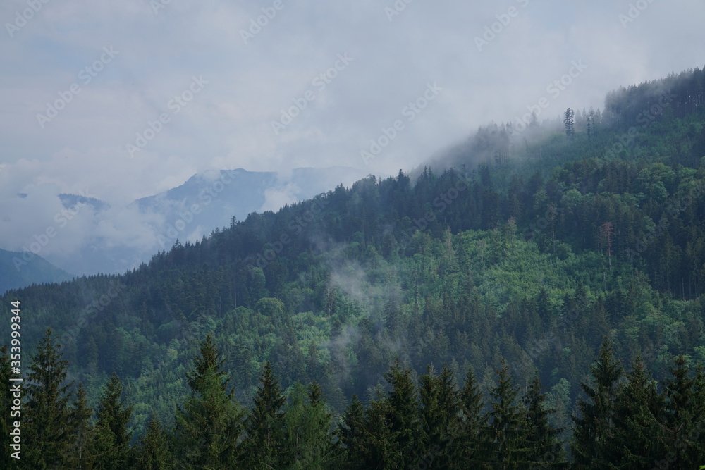 Foggy Mountain Woods