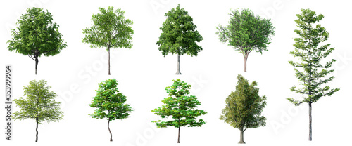 Collection Beautiful 3D Trees Isolated on white background , Use for visualization in architectural design or garden decorate