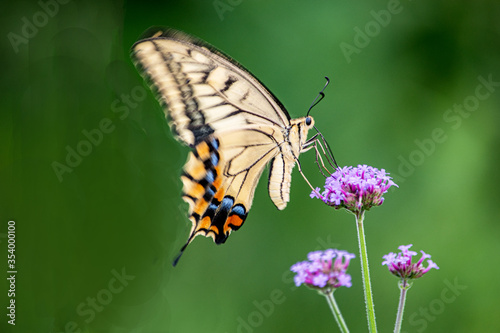 花とアゲハチョウはとても仲良し、せっせと蜜を運びます © Bogey Yamamoto