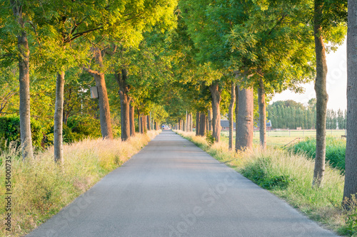 Empty road running through tree alley during sunset