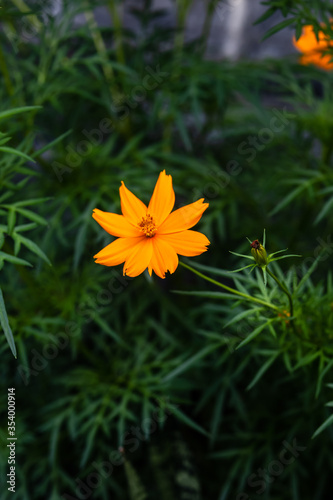 Small marigold flower with green background. Nature and environment concept. Flower background.