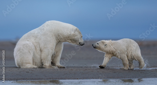 A touching scene of a polar bear mother watching her cub shaking off water in Kaktovik, Alaska