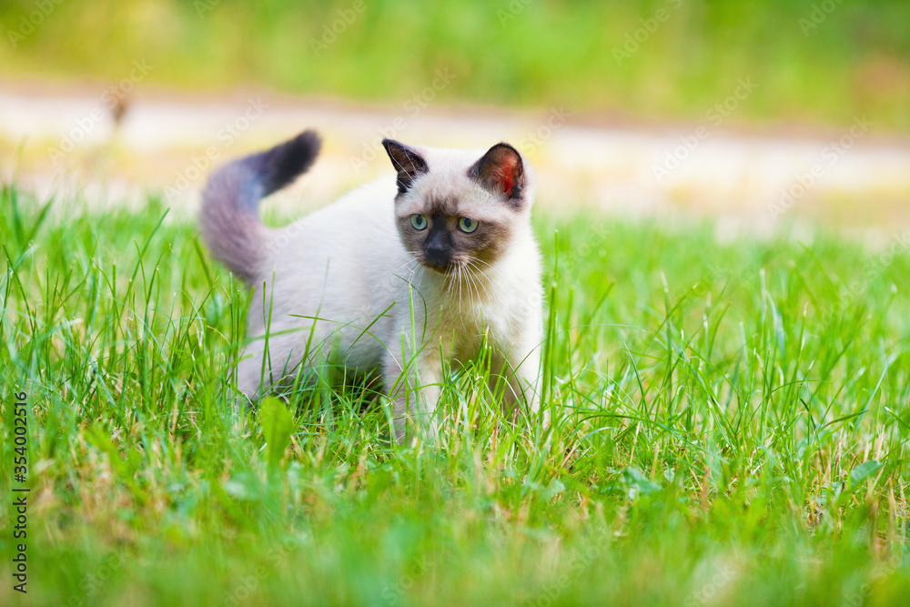 Little cute siamese kitten walking on the grass in the summer garden Little cute siamese kitten walking on the grass in the summer garden