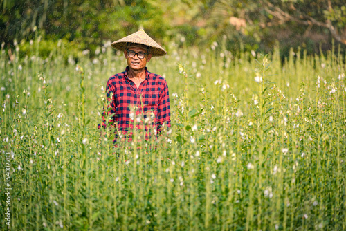 Portrait of a happy senior Asian farmer at Sesame Garden.