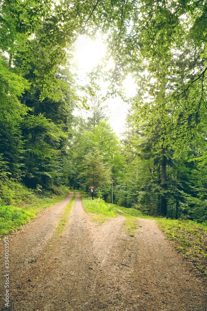 Obraz premium chemins de forêt séparés terre vision choix format portrait