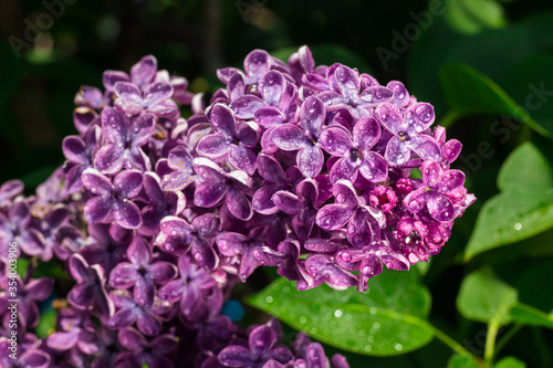 Blossoming lilac branch with water drops on spring sunny day. Syringa bloom with dew drops close up
