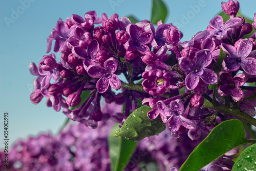 Blossoming lilac branch with water drops on spring sunny day. Syringa bloom with dew drops close up