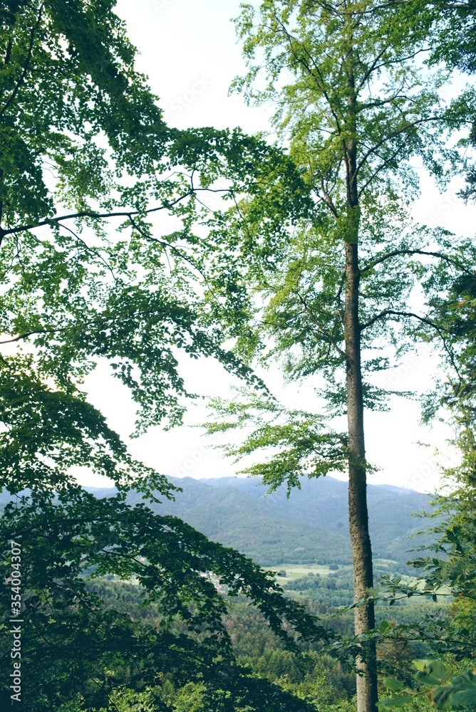 Fototapeta premium arbres vosges portrait