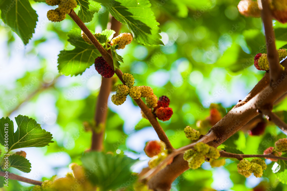 Mulberry is ringing on a tree.