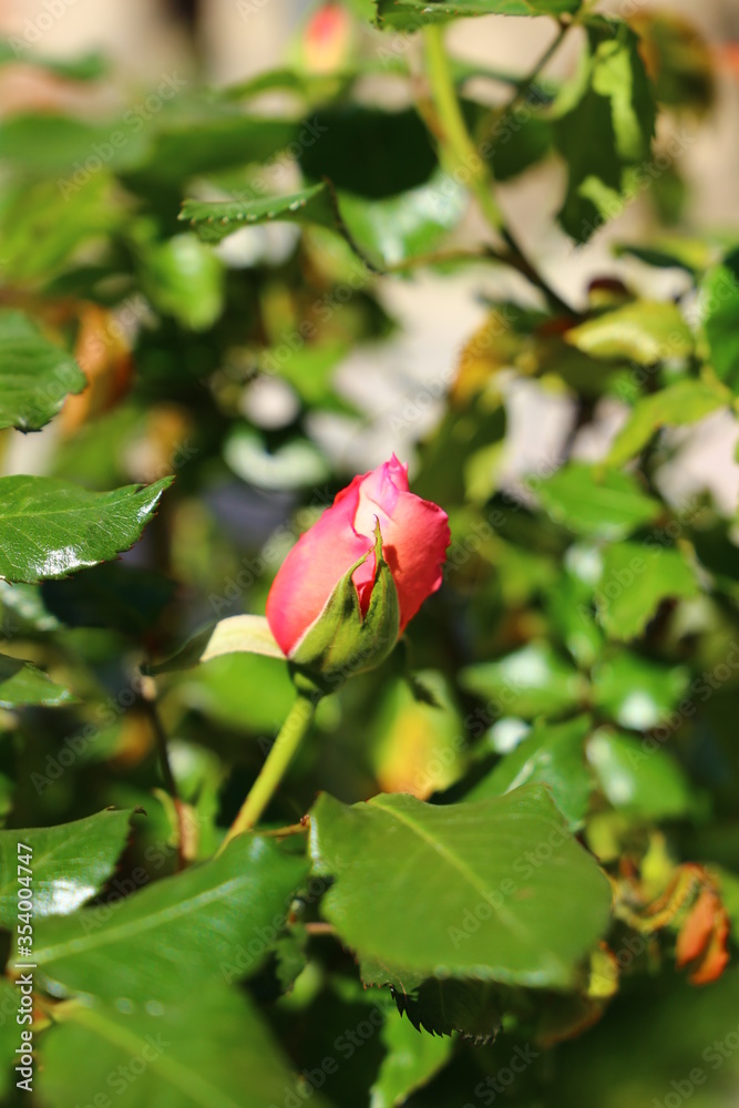 Rosa Rosa