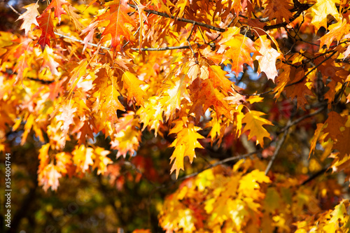 Bright yellow oak leaves