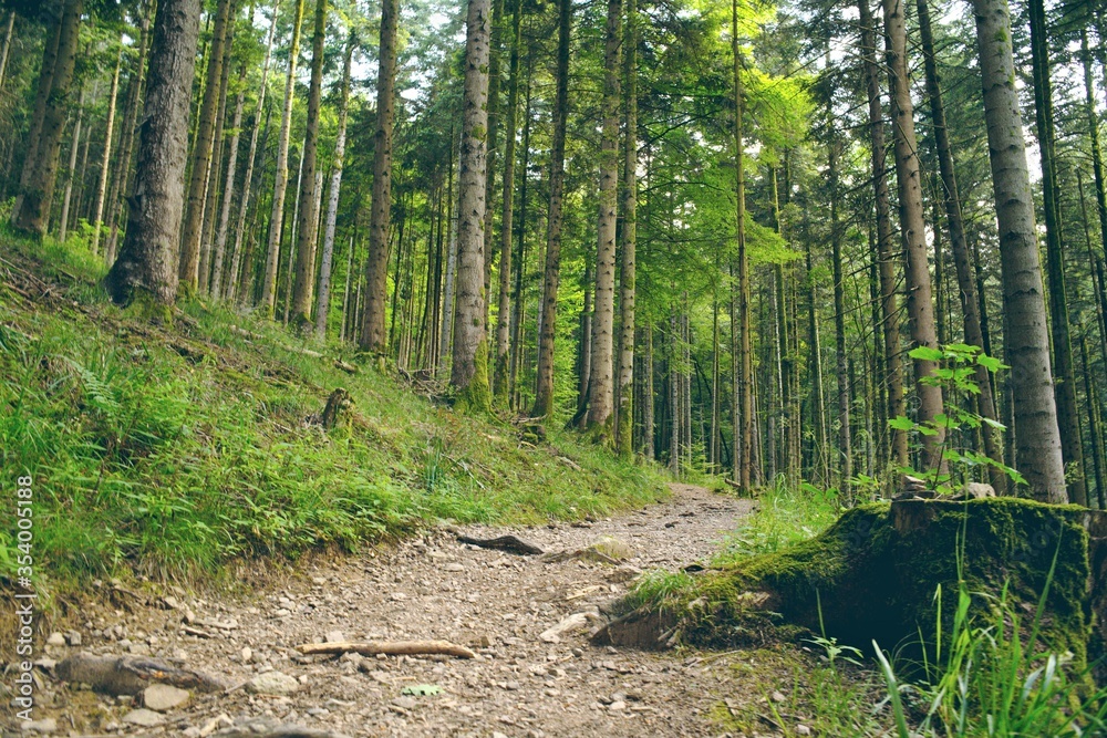 Fototapeta premium chemin large en forêt sentier de promenade