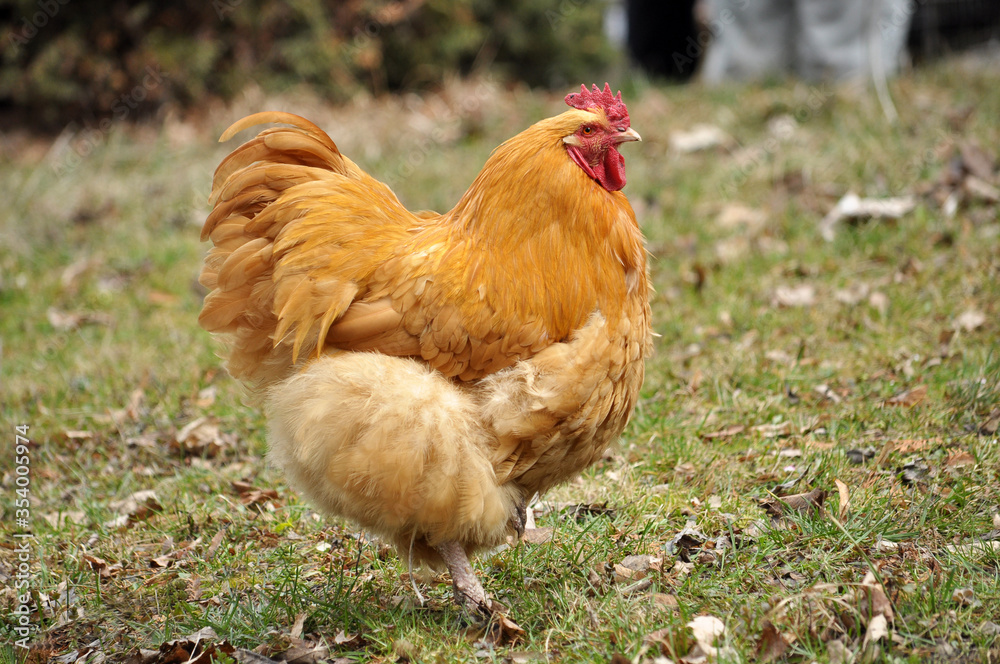 Fototapeta premium Domestic rooster in the country yard