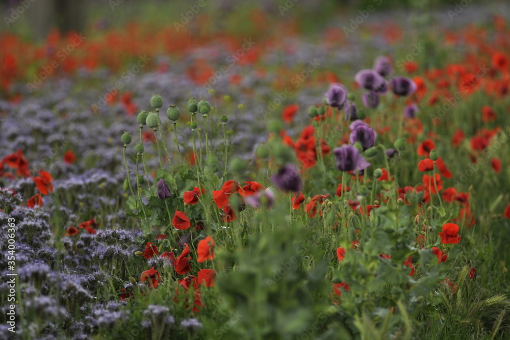 red and purple poppies on the field with raindrops