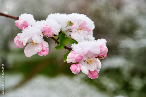 Blossoms of apple trees are covered with snow