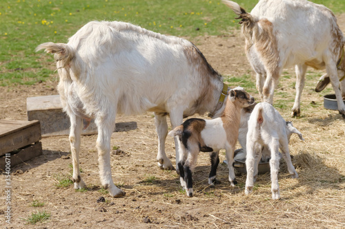 Couple of baby goat children are eating kibble with their mother  on the spring grass