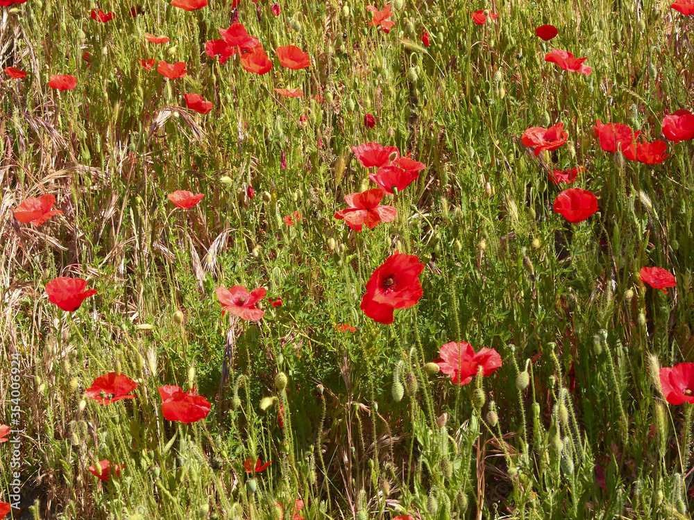 Fototapeta premium coquelicot