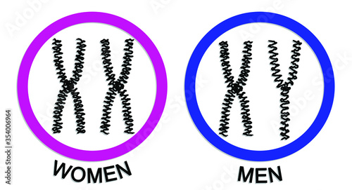 women and men chromosome icons/ symbol / vector illustration