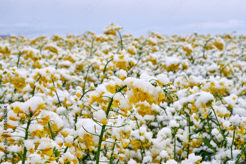 Obraz premium Field of flowering rape covered with snow in the spring.