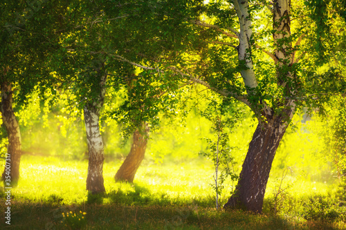 Green birch trees on the forest meadow at sunset. Selective focus. Beautiful summer landscape