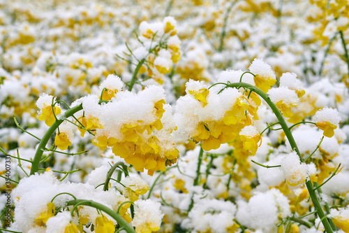 Field of flowering rape covered with snow in the spring.